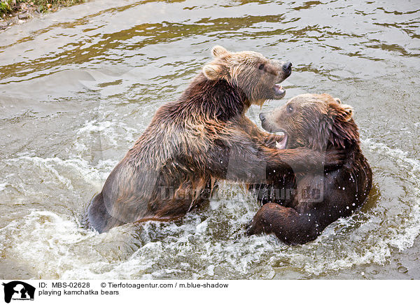 spielende Kamtschatkabren / playing kamchatka bears / MBS-02628