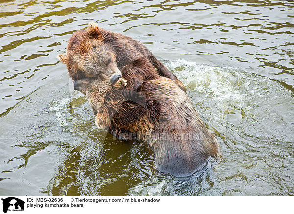 spielende Kamtschatkabren / playing kamchatka bears / MBS-02636