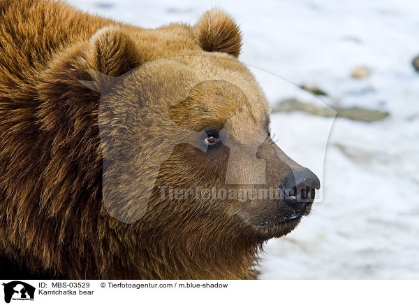 Kamtschatkabr / Kamtchatka bear / MBS-03529