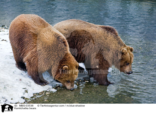 Kamtschatkabren / Kamtchatka bears / MBS-03536