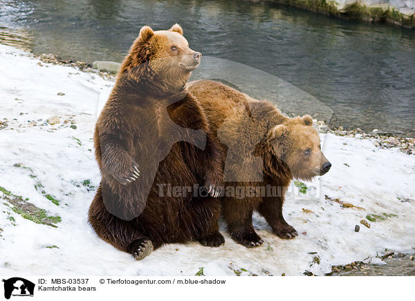 Kamtschatkabren / Kamtchatka bears / MBS-03537