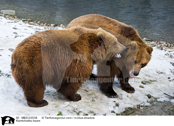 Kamtschatkabren / Kamtchatka bears / MBS-03538