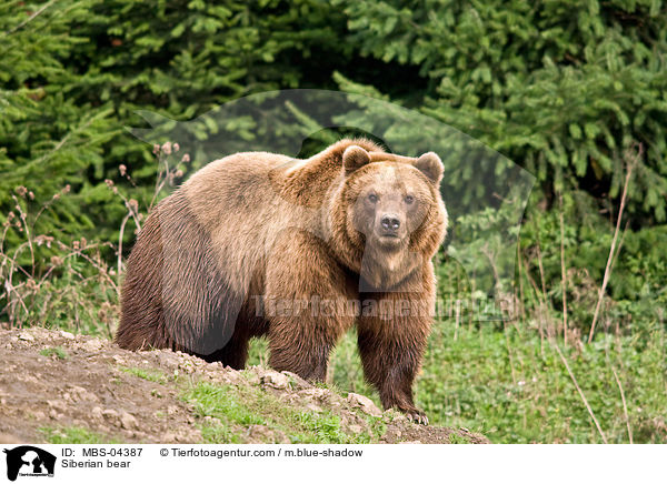 Kamtschatkabr / Siberian bear / MBS-04387