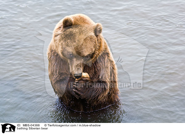 badender Kamtschatkabr / bathing Siberian bear / MBS-04388