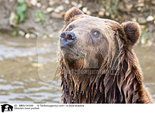 Kamtschatkabr Portrait / Siberian bear portrait / MBS-04399
