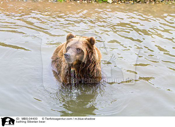 badender Kamtschatkabr / bathing Siberian bear / MBS-04400