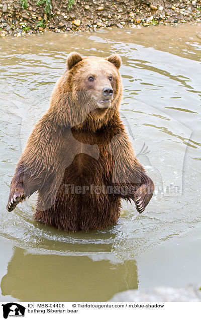 badender Kamtschatkabr / bathing Siberian bear / MBS-04405