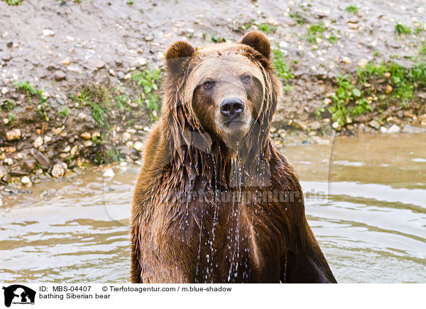 badender Kamtschatkabr / bathing Siberian bear / MBS-04407