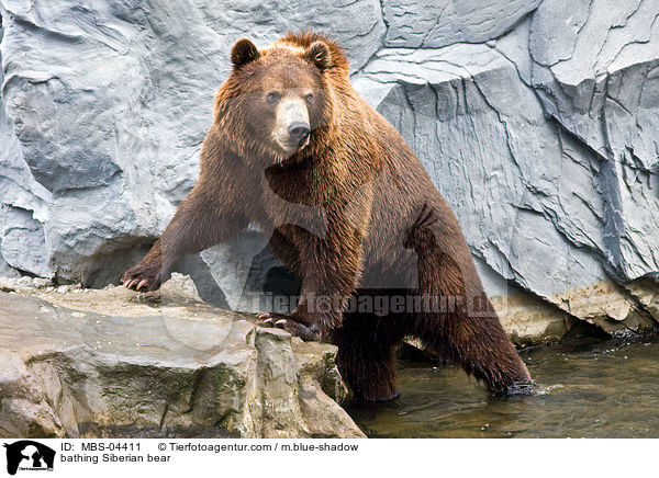 badender Kamtschatkabr / bathing Siberian bear / MBS-04411