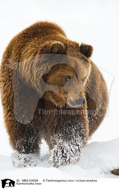 Kamtschatka bear / MBS-04696