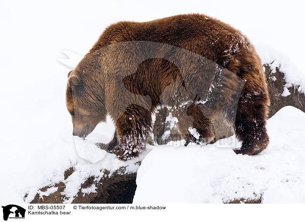 Kamtschatka bear / MBS-05507