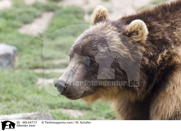 Siberian bear / WS-04717