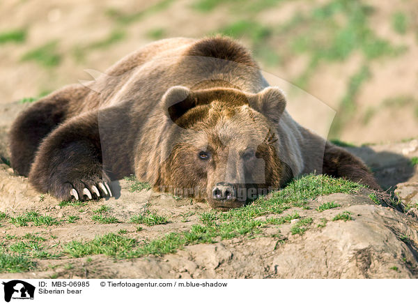 Siberian bear / MBS-06985
