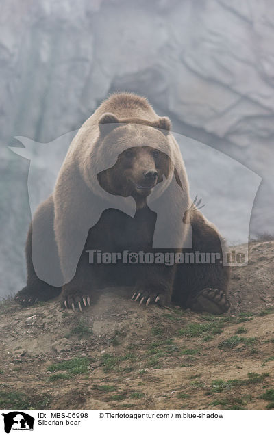 Kamtschatkabr / Siberian bear / MBS-06998
