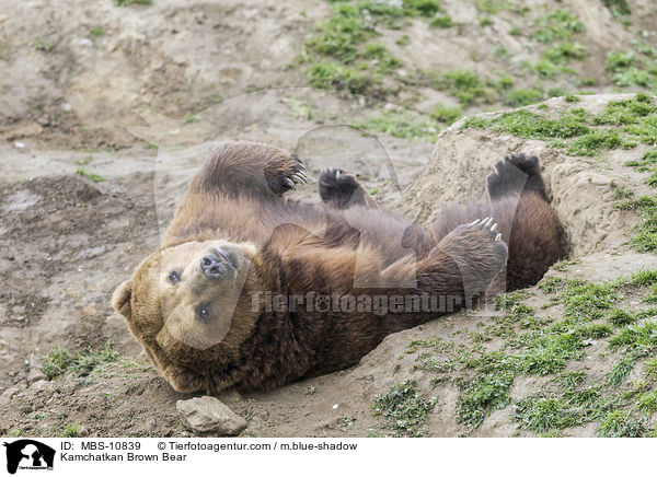 Kamtschatkabr / Kamchatkan Brown Bear / MBS-10839