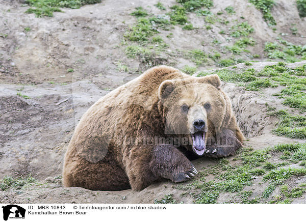 Kamtschatkabr / Kamchatkan Brown Bear / MBS-10843
