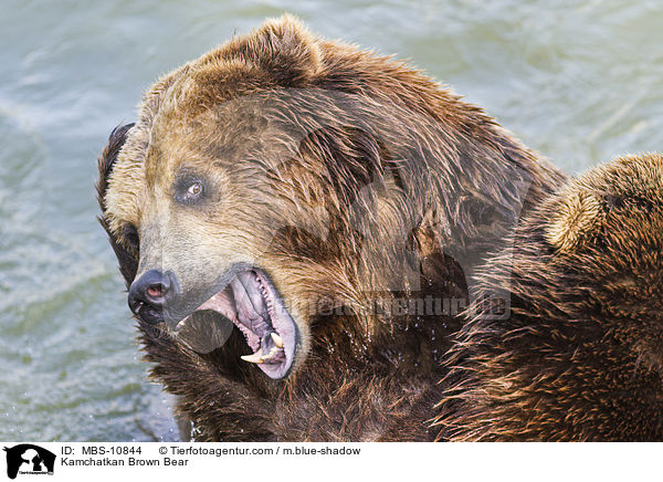 Kamtschatkabr / Kamchatkan Brown Bear / MBS-10844