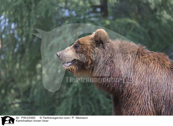 Kamtschatkabr / Kamchatkan brown bear / PW-03980