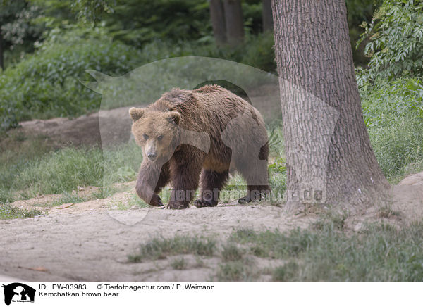 Kamtschatkabr / Kamchatkan brown bear / PW-03983