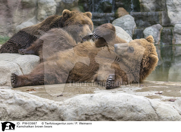Kamtschatkabren / Kamchatkan brown bears / PW-03987