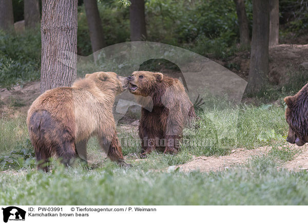 Kamtschatkabren / Kamchatkan brown bears / PW-03991