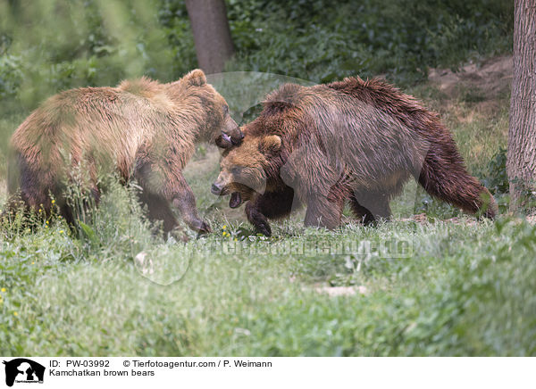 Kamtschatkabren / Kamchatkan brown bears / PW-03992