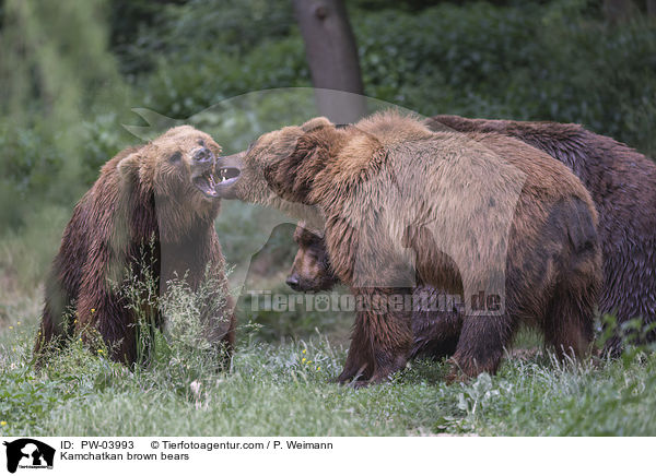 Kamtschatkabren / Kamchatkan brown bears / PW-03993