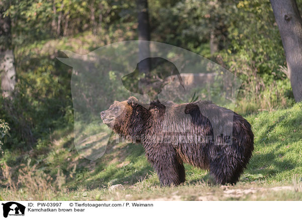 Kamtschatkabr / Kamchatkan brown bear / PW-03997
