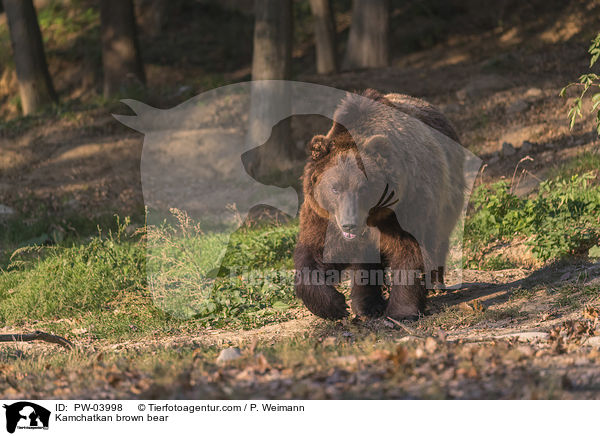 Kamtschatkabr / Kamchatkan brown bear / PW-03998