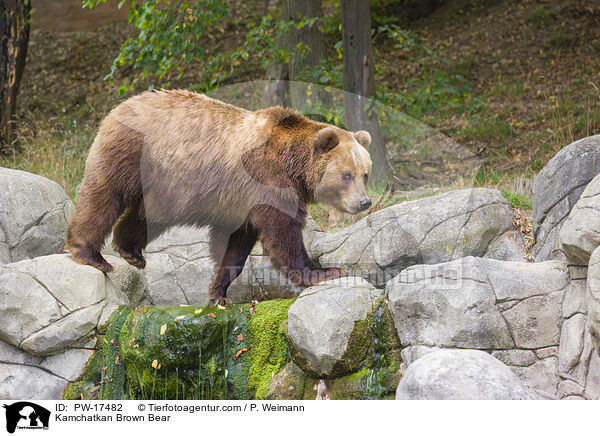 Kamchatkan Brown Bear / PW-17482