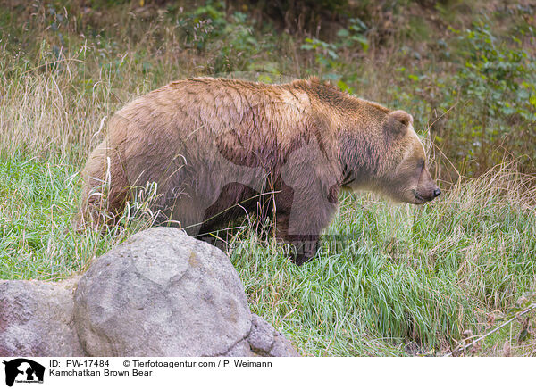Kamtschatkabr / Kamchatkan Brown Bear / PW-17484