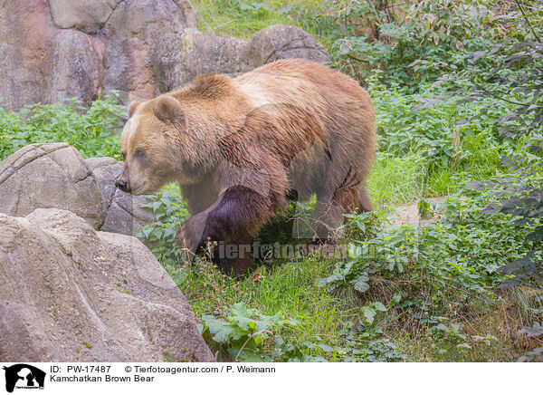 Kamtschatkabr / Kamchatkan Brown Bear / PW-17487