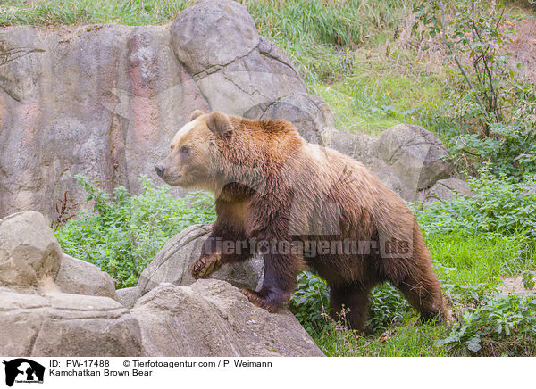 Kamtschatkabr / Kamchatkan Brown Bear / PW-17488