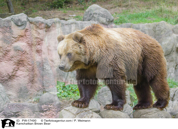 Kamtschatkabr / Kamchatkan Brown Bear / PW-17490