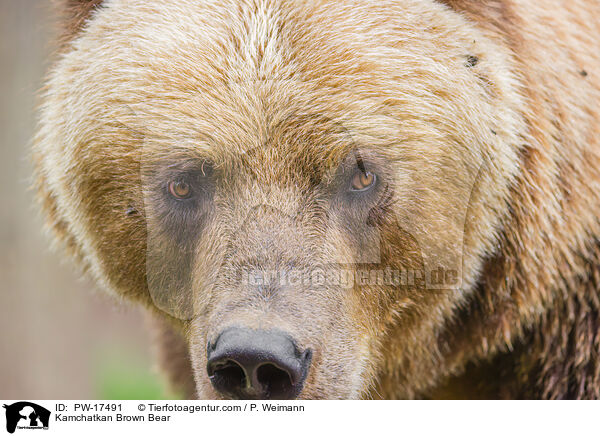 Kamchatkan Brown Bear / PW-17491