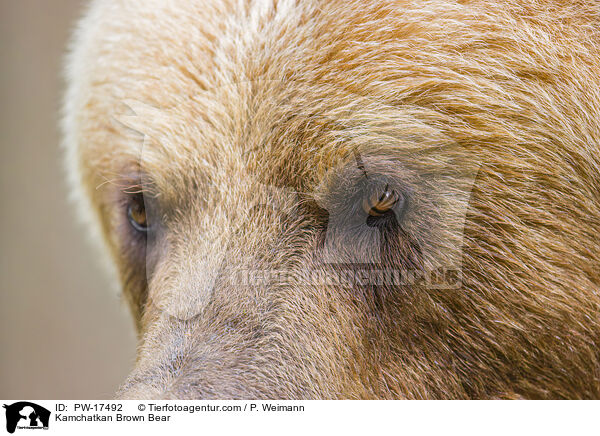 Kamchatkan Brown Bear / PW-17492