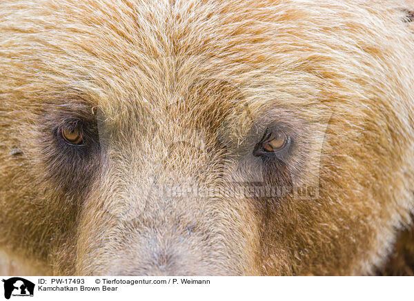 Kamchatkan Brown Bear / PW-17493