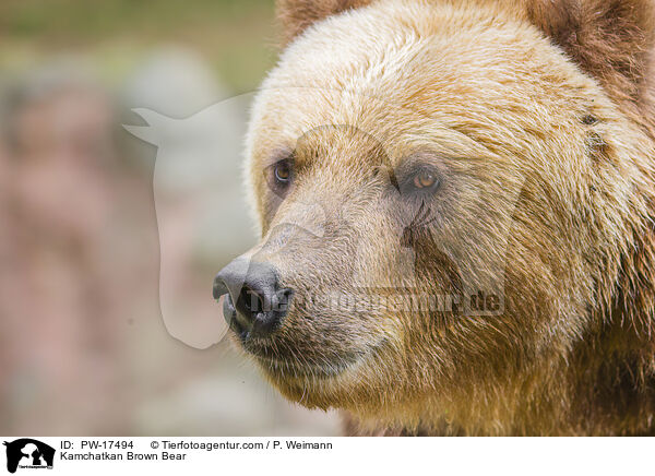 Kamtschatkabr / Kamchatkan Brown Bear / PW-17494