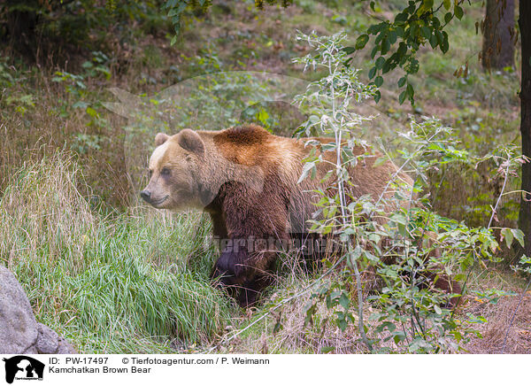 Kamtschatkabr / Kamchatkan Brown Bear / PW-17497