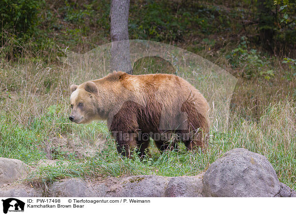 Kamchatkan Brown Bear / PW-17498
