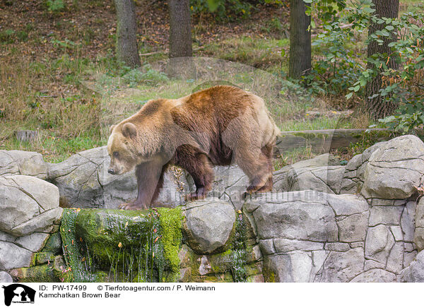 Kamchatkan Brown Bear / PW-17499