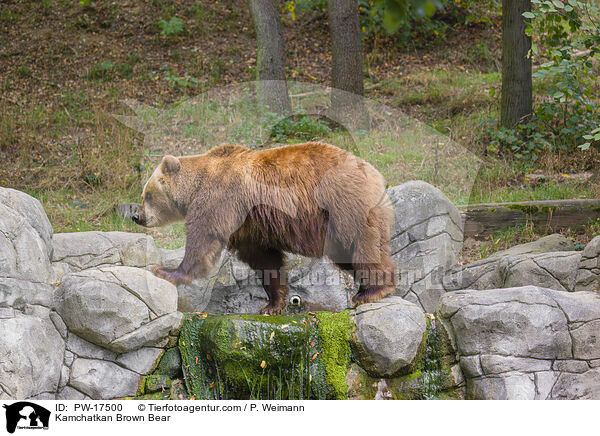 Kamchatkan Brown Bear / PW-17500