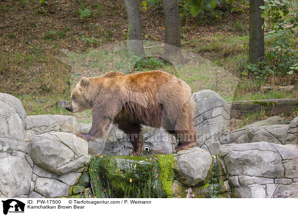 Kamtschatkabr / Kamchatkan Brown Bear / PW-17500