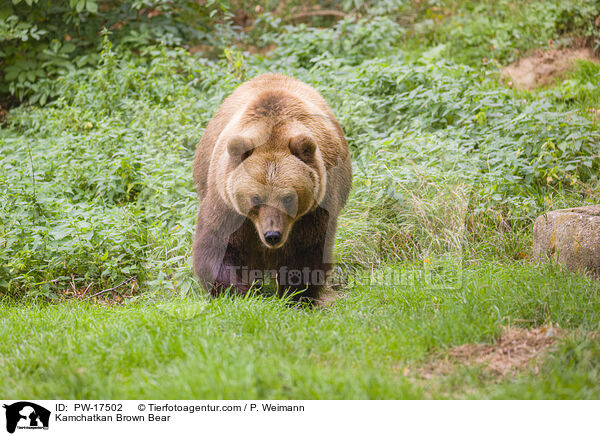 Kamchatkan Brown Bear / PW-17502