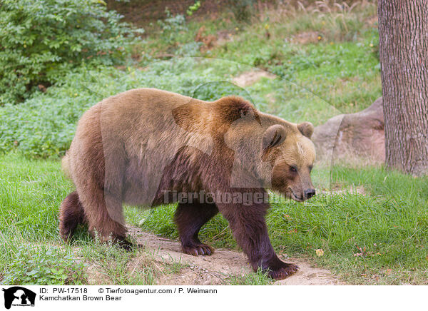Kamchatkan Brown Bear / PW-17518