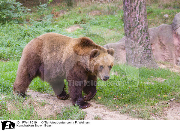 Kamtschatkabr / Kamchatkan Brown Bear / PW-17519