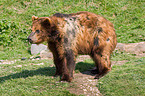 standing Kamtschatka bear