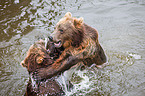 playing kamchatka bears