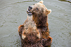 playing kamchatka bears