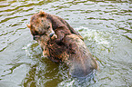 playing kamchatka bears